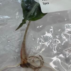 Alocasia Venom Tissue Culture Starter Plant