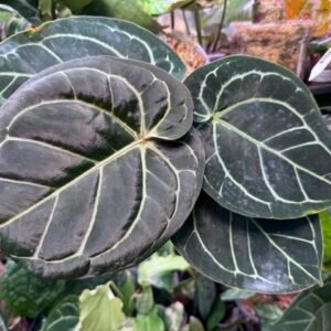 Anthurium Dorayaki Silver (Zara × Michelle)