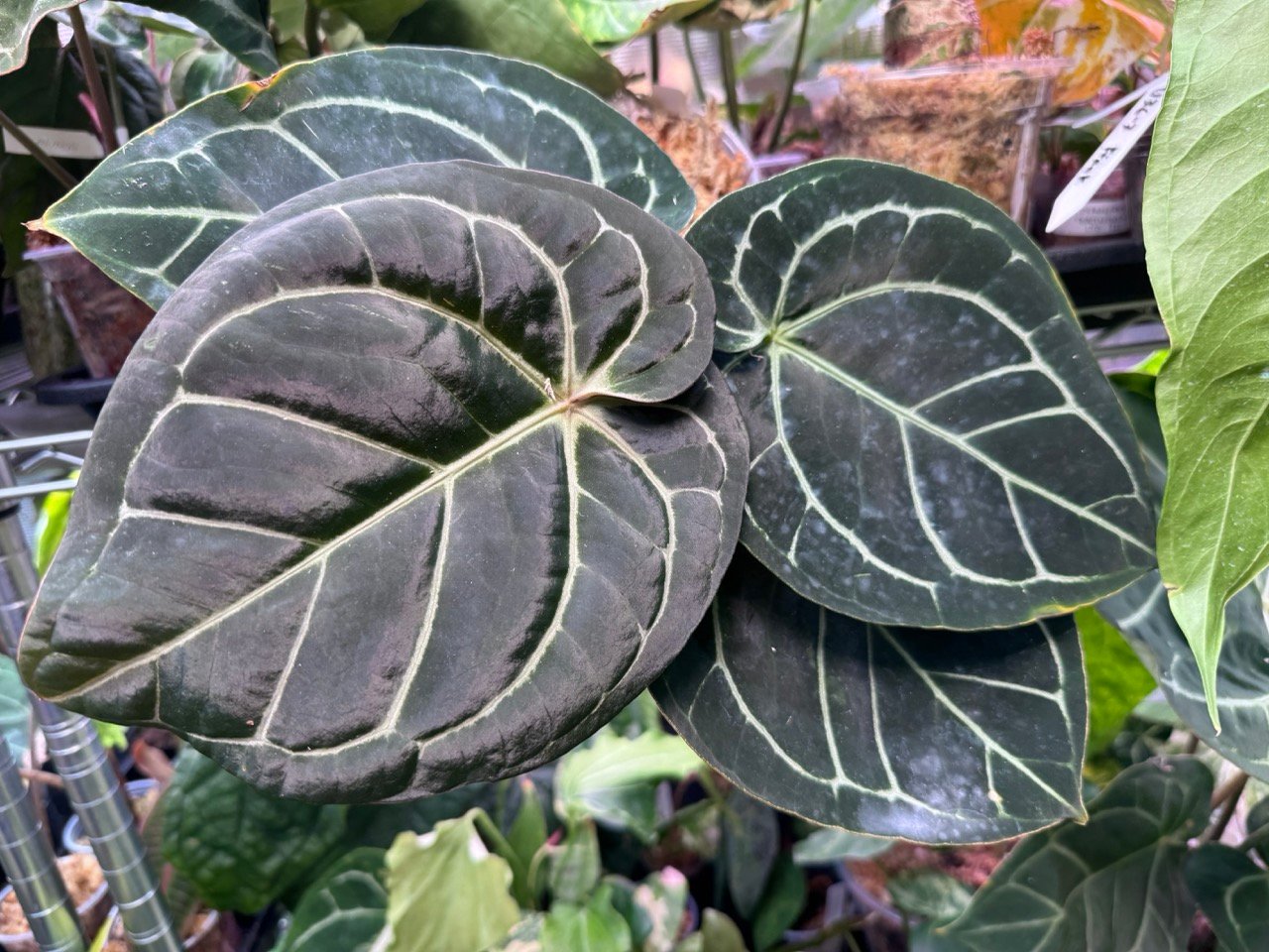 Anthurium Dorayaki Silver (Zara x Michelle) Grower's Choice | The