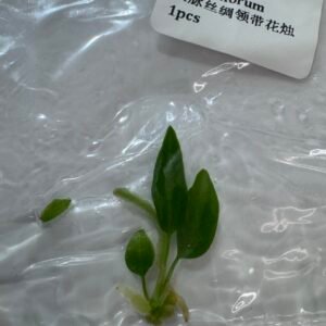 Anthurium Pallidiflorum Tissue Culture Starter Plant