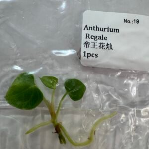 Anthurium Regale Tissue Culture Starter Plant