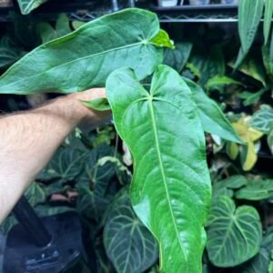 Anthurium Warocqueanum × Veitchii