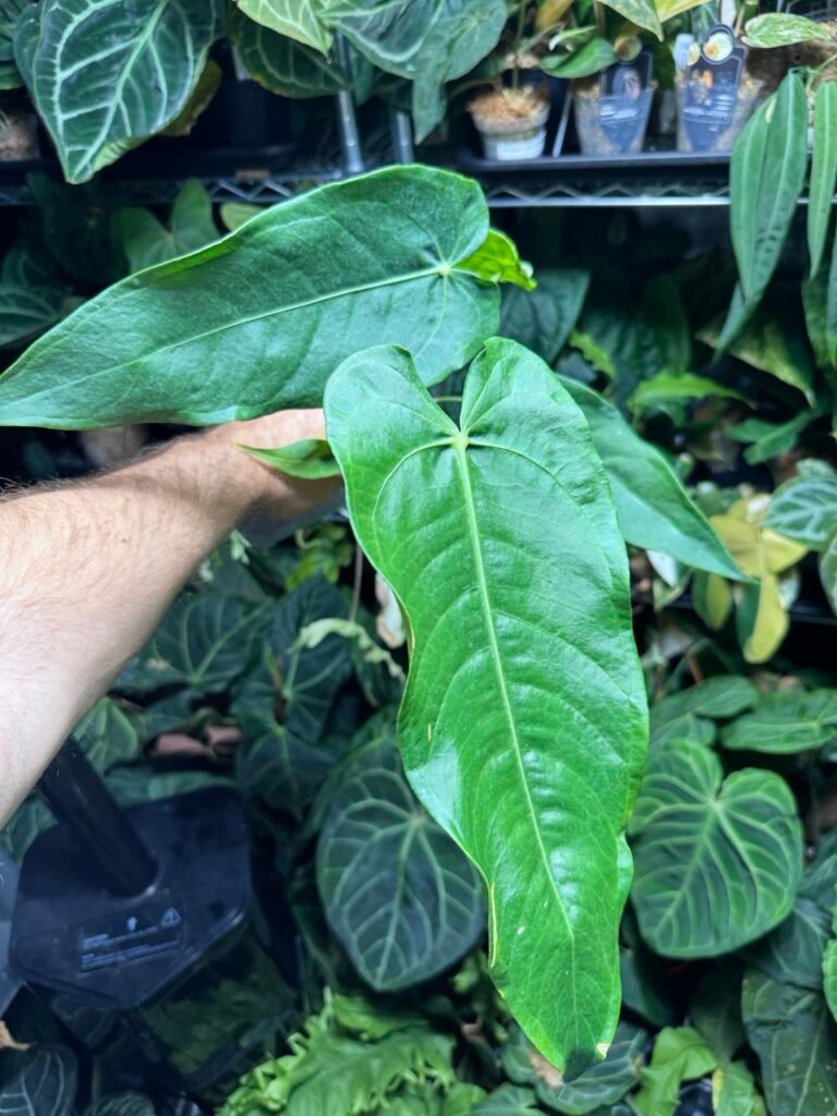 Anthurium Warocqueanum × Veitchii