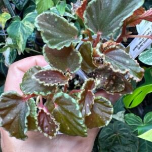 Begonia Darthvaderiana Green Spots