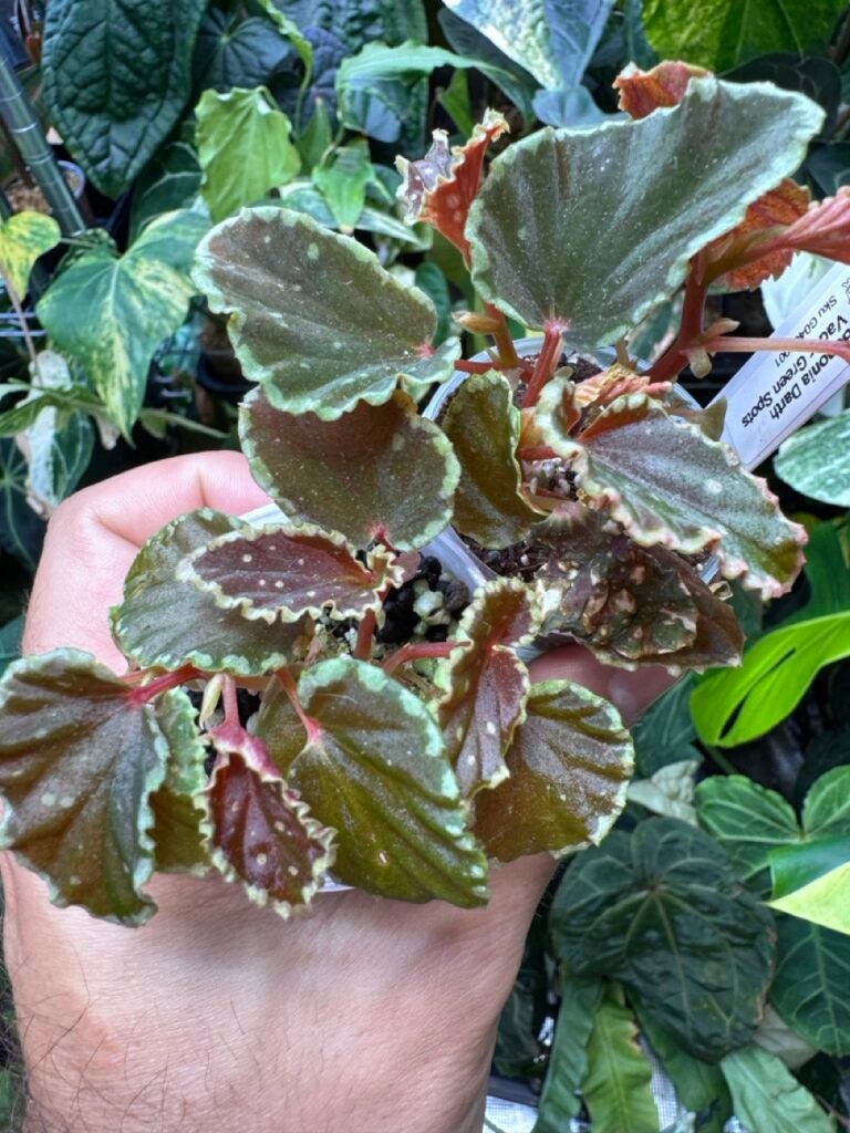 Begonia Darthvaderiana Green Spots