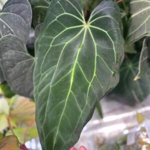 Large Anthurium Hybrid