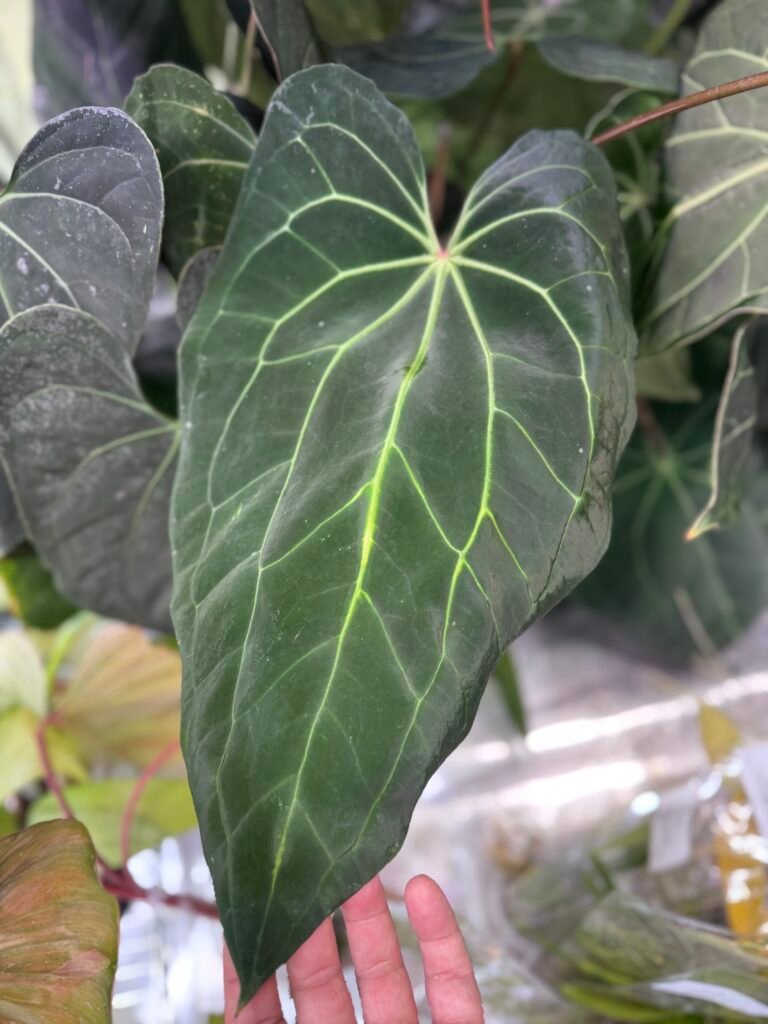 Large Anthurium Hybrid
