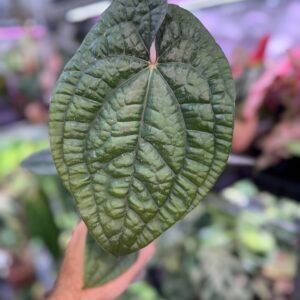 Anthurium Luxurians Hybrid
