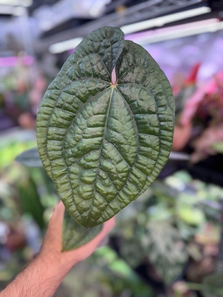 Anthurium Luxurians Hybrid