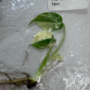 Monstera Star Shadow Tissue Culture
