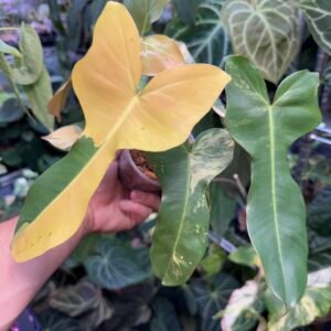 Philodendron Florida Beauty x Pitbull Orange Variegated