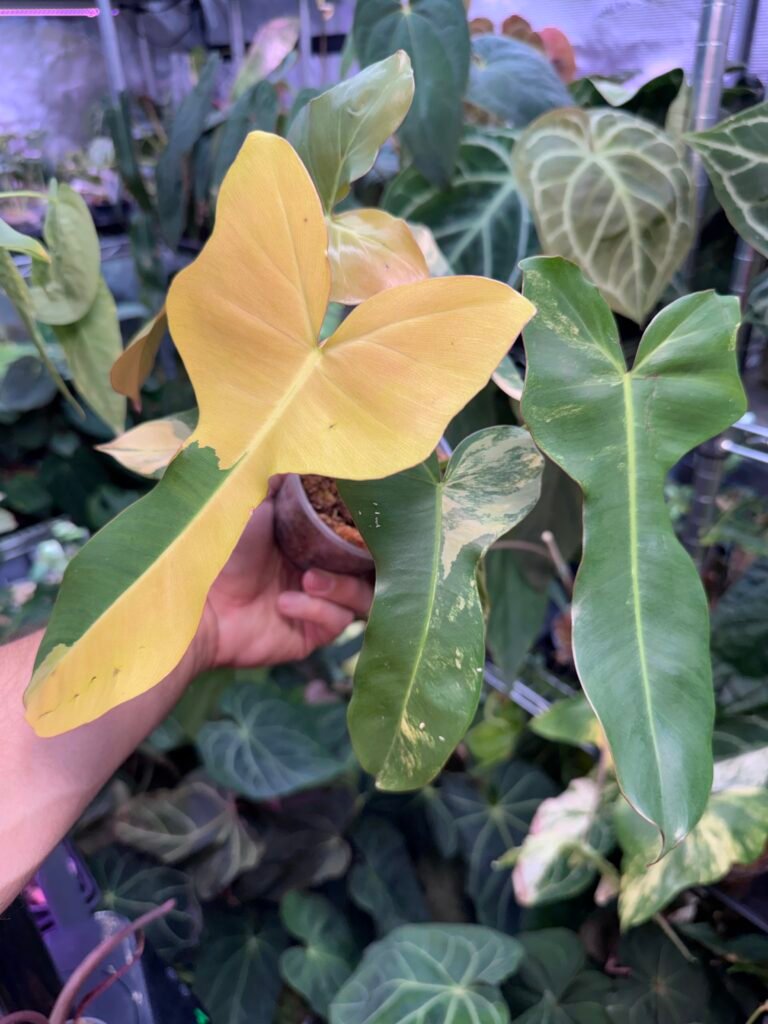Philodendron Florida Beauty x Pitbull Orange Variegated