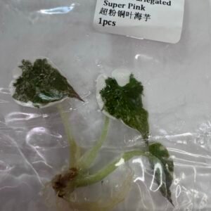 alocasia cuprea super pink