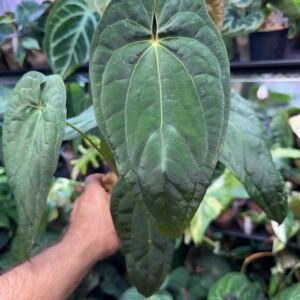 Anthurium Hybrid Medium Size (Grower's Choice)