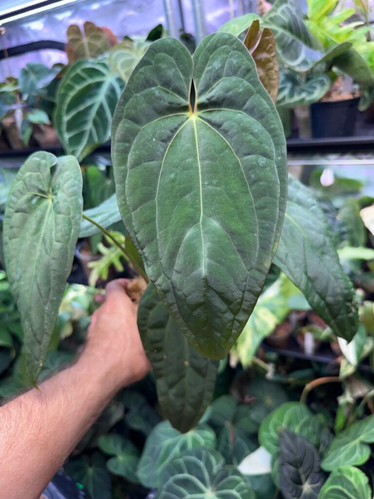 Anthurium Hybrid Medium Size (Grower's Choice)