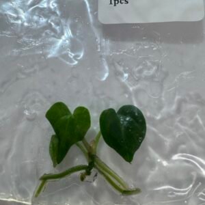 Anthurium Papillilaminum