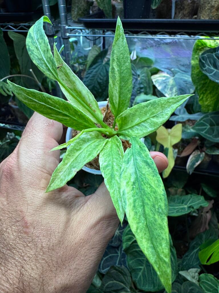 Anthurium Vittarifolium Variegated