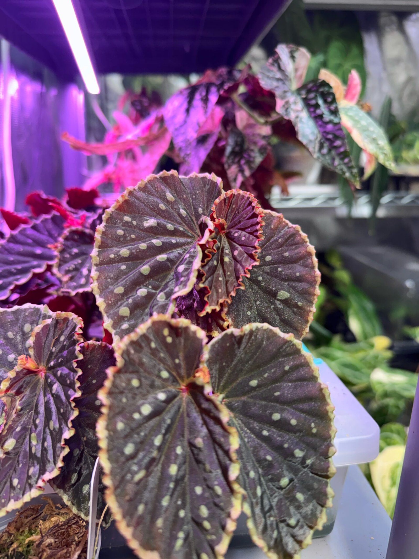 Begonia Darth Vader 'Green Spot' - Grower's Choice