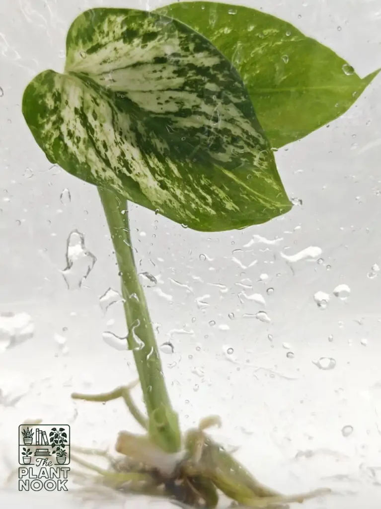 monstera-deliciosa-devil-monster-premium
