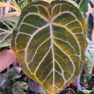 Product Meta Title: Anthurium Dorayaki Silver x Zara x Michelle Plant 1002