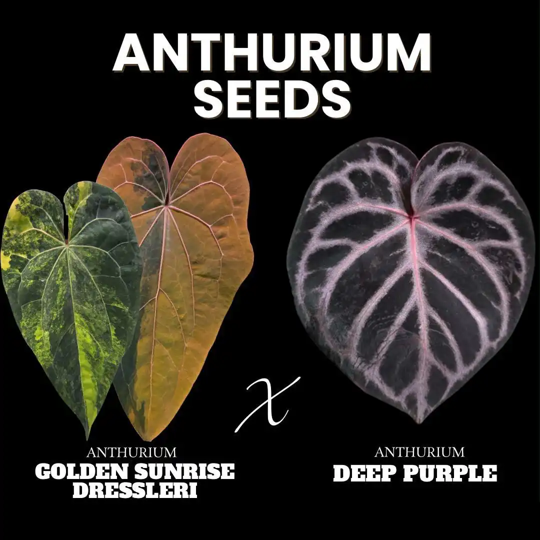 Anthurium Seeds Golden Sunrise Dressleri x Deep Purple
