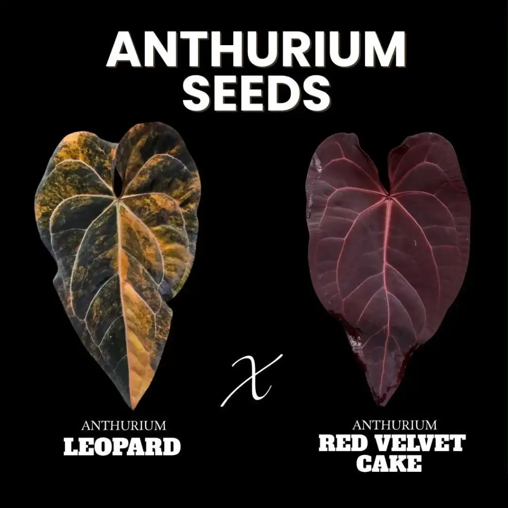 Anthurium Seeds: Leopard x Red Velvet Cake
