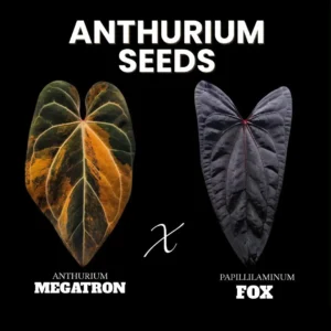 Anthurium Seeds Megatron x Papillilaminum Fox