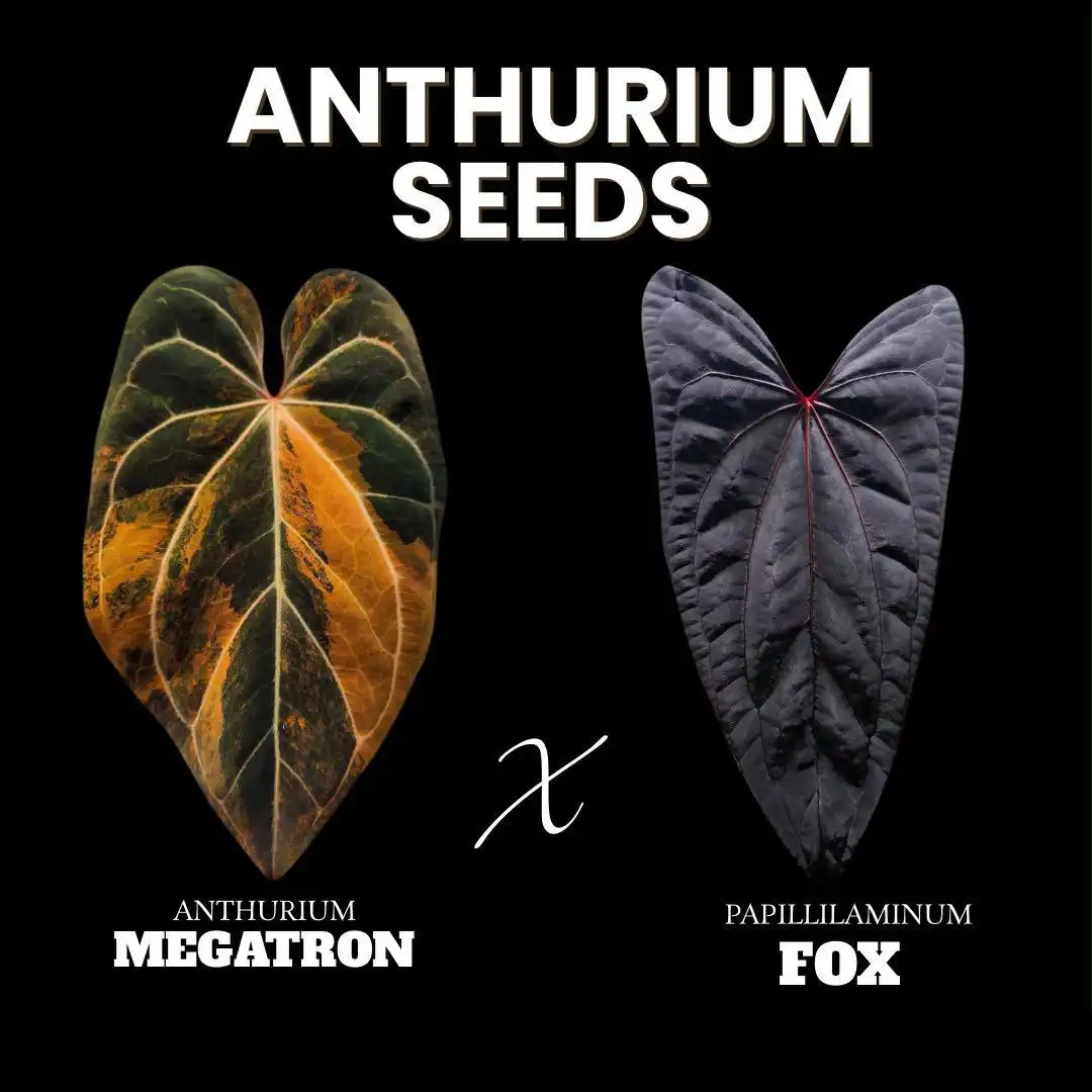 Anthurium Seeds Megatron x Papillilaminum Fox
