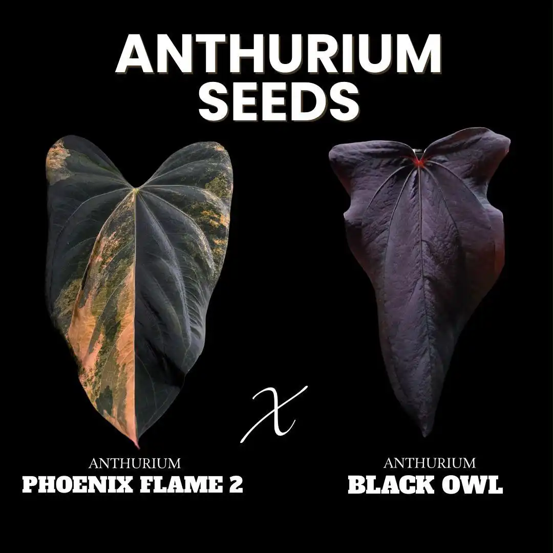 Anthurium Seeds Phoenix Flame 2 x Black Owl