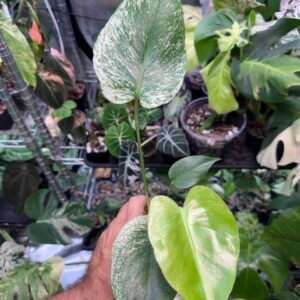 Monstera Devil Monster Exact Plant #753