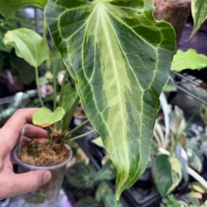 Super Rare Delta Force Lava Plant variegated