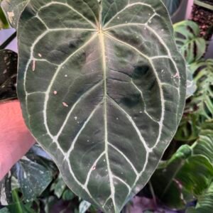 Anthurium Besseae Aff. x Forgetii 1012