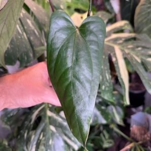 Anthurium Papi x Red Vein Dark Phoenix
