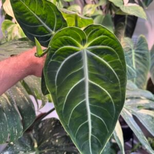 Anthurium villenaorum 1005