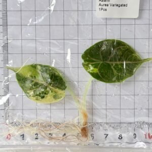 alocasia azlanii aurea variegated