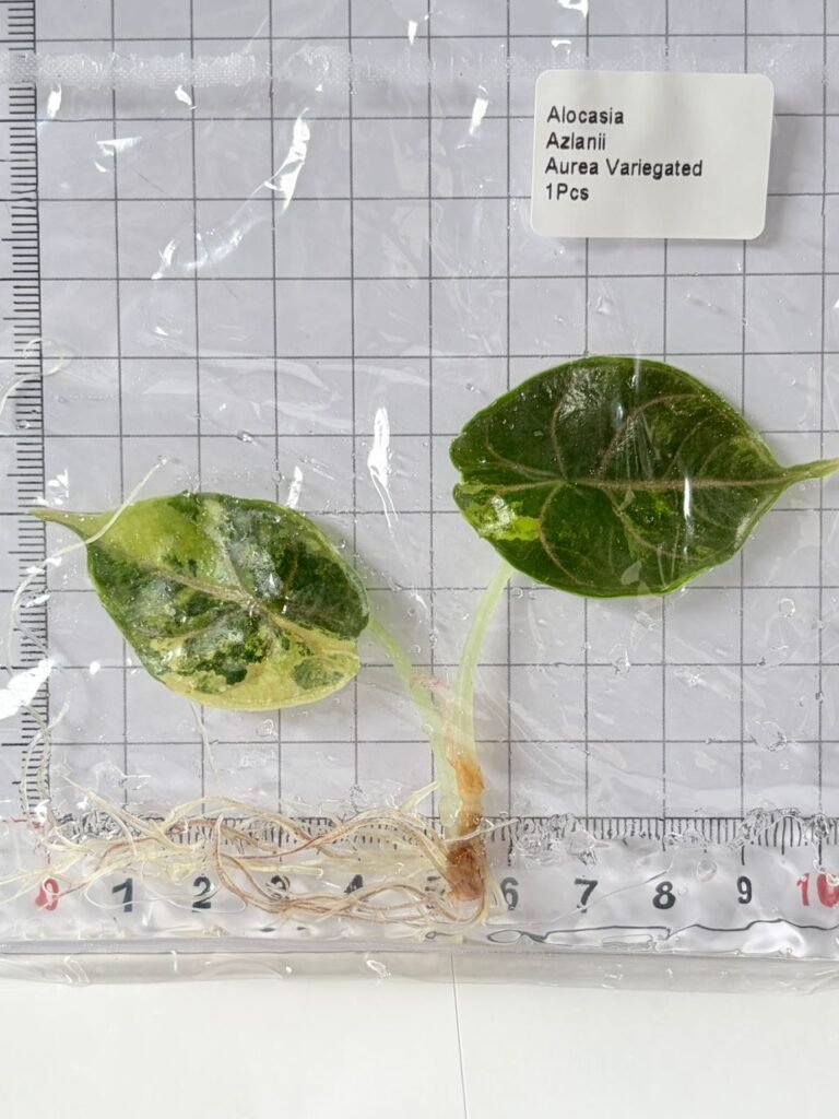 alocasia azlanii aurea variegated