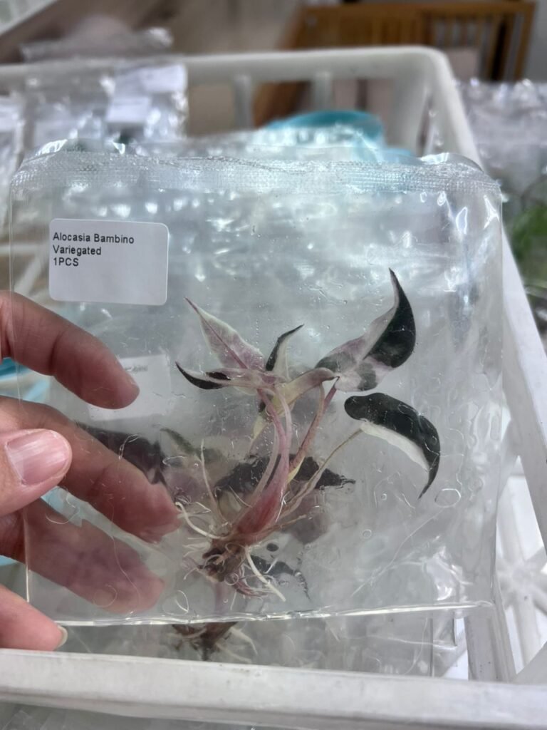 alocasia bambino variegated