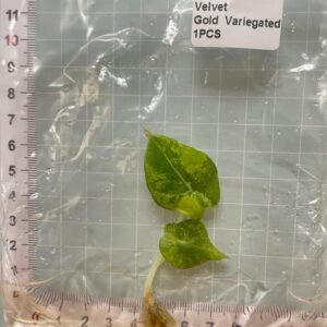 alocasia black velvet gold variegated