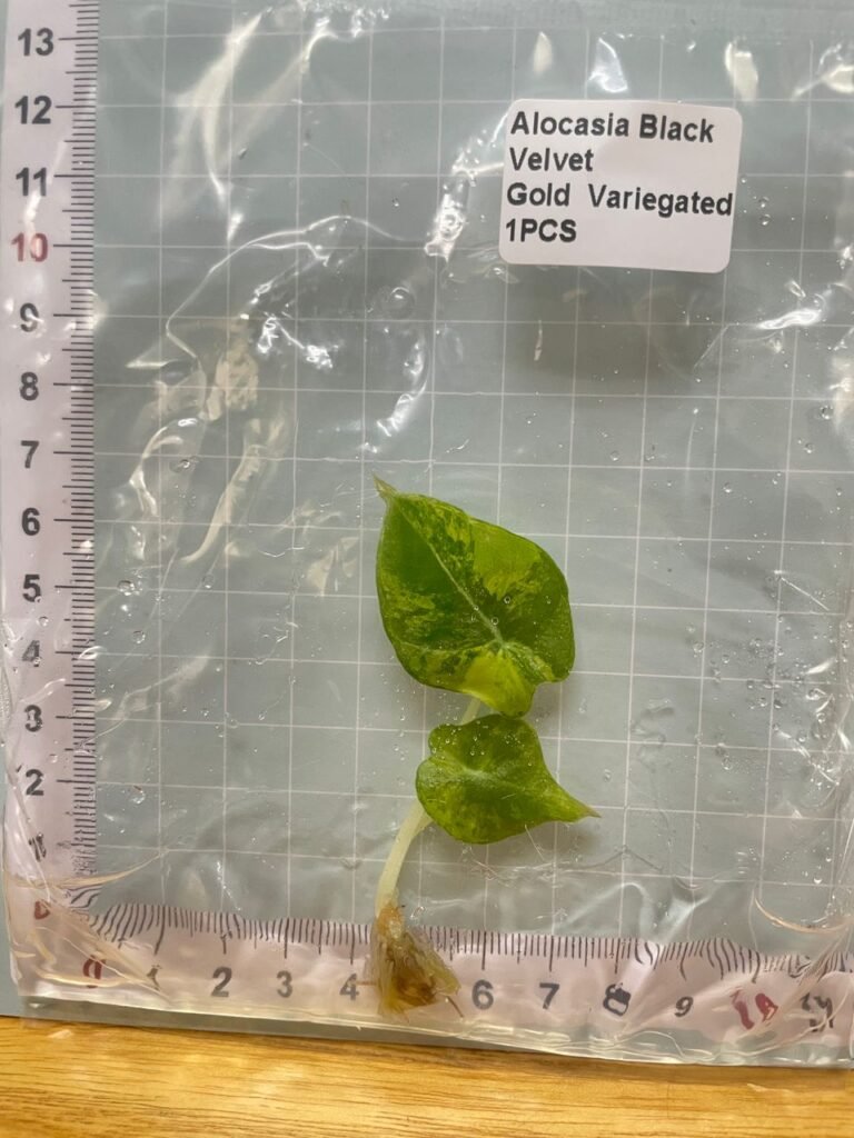 alocasia black velvet gold variegated