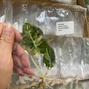 alocasia black velvet pink variegated