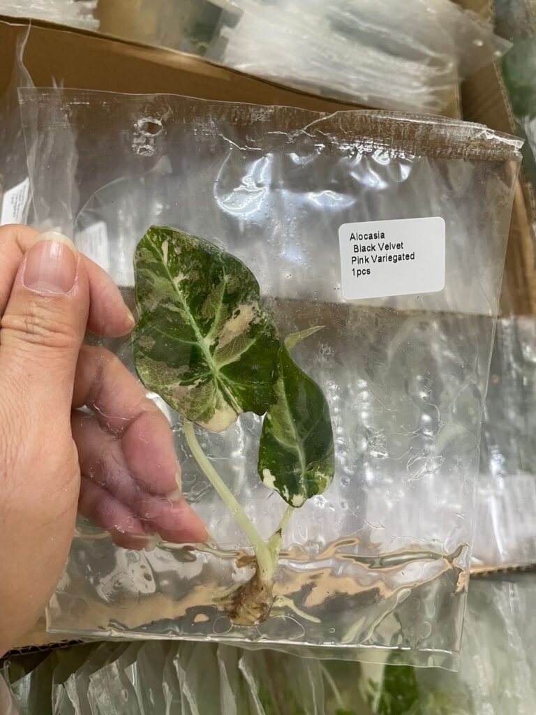 alocasia black velvet pink variegated