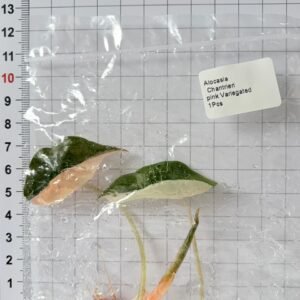 alocasia chantrieri pink variegated