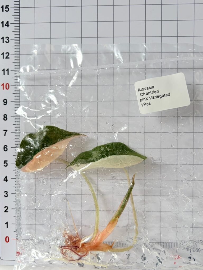 alocasia chantrieri pink variegated