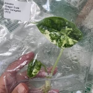 alocasia dragon scale albo variegated