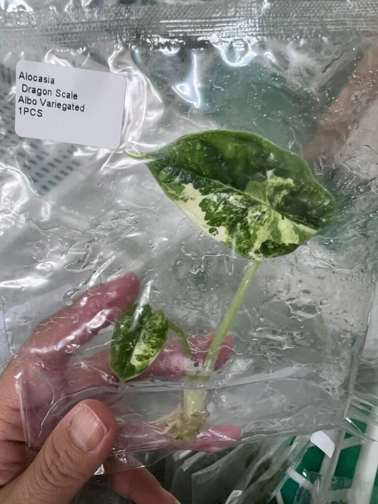 alocasia dragon scale albo variegated