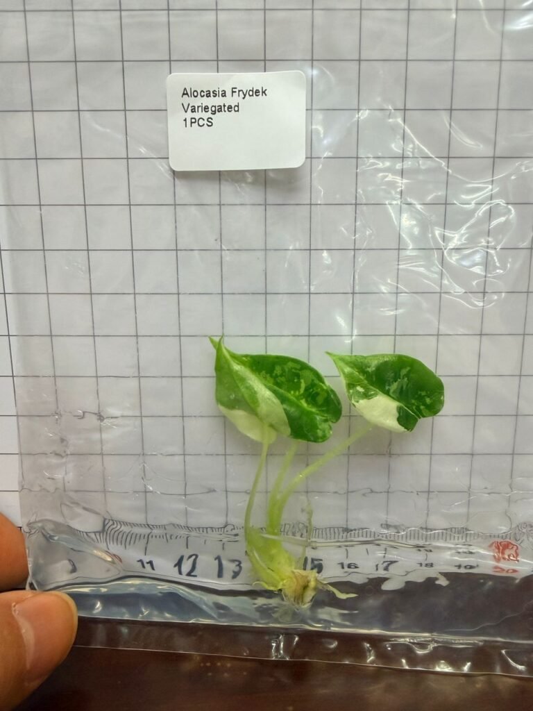 alocasia frydek variegated