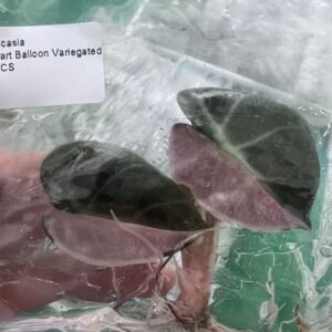 alocasia heart balloon variegated