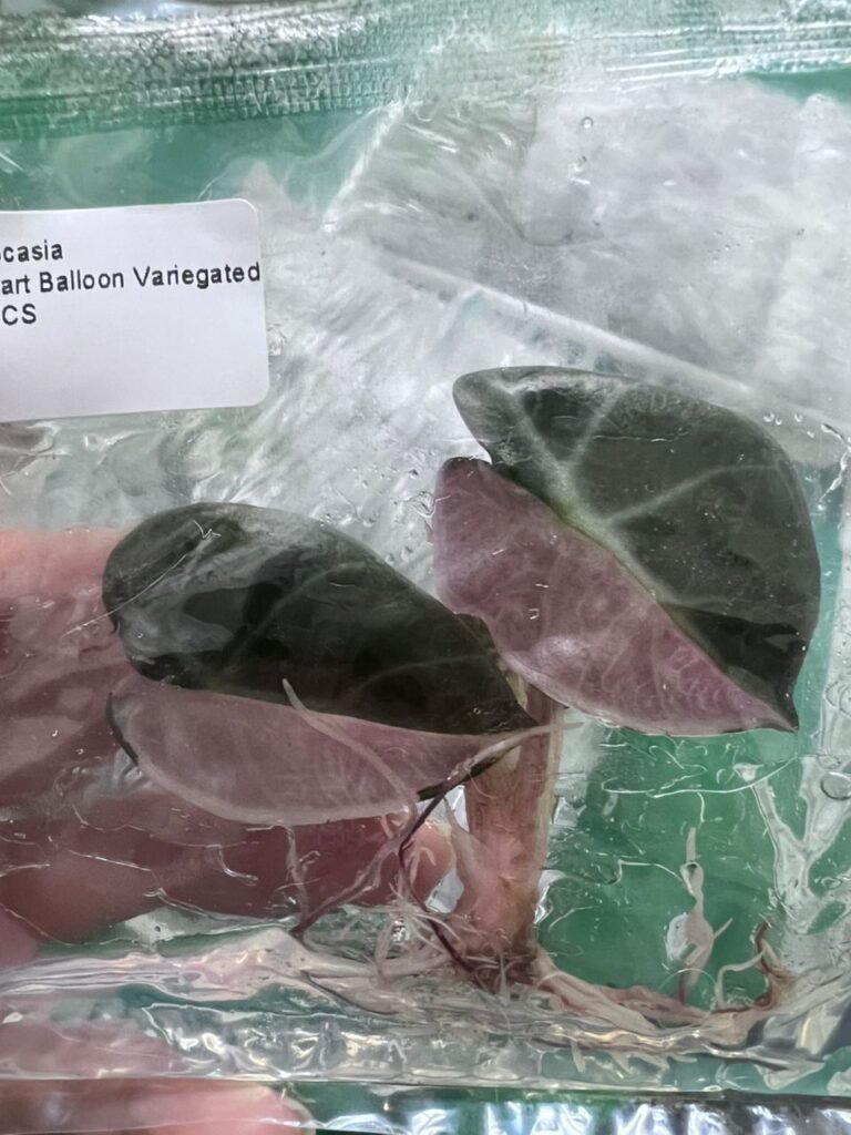 alocasia heart balloon variegated