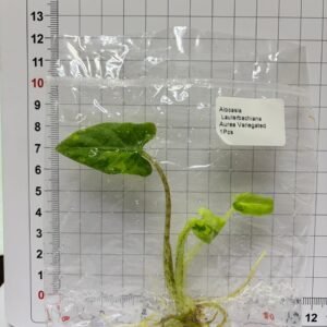 alocasia lauterbachiana aurea variegated