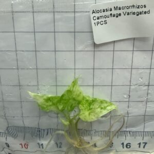 alocasia macrorrhizos camouflage variegated